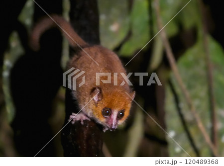 Cute Mouse Lemur on a Branch at Night in Ranomafana National Park, Madagascar. Cute Mouse Lemur on a Branch at Night in Ranomafana National Park, Madagascar. 120489368