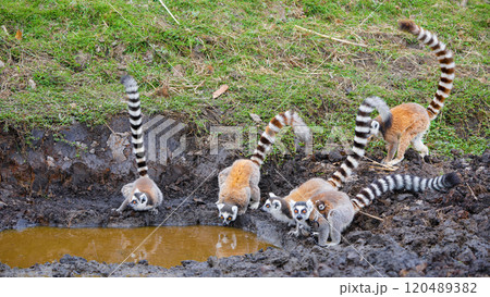 Ring-Tailed Lemurs Drinking Water in Isalo National Park, Madagascar. Ring-Tailed Lemurs Drinking Water in Isalo National Park, Madagascar. 120489382