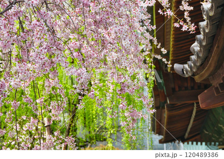 京都 紫雲山頂法寺 六角堂 美しい満開の枝垂れ桜(京都市中京区) 京都 紫雲山頂法寺 六角堂 美しい満開の枝垂れ桜(京都市中京区) 120489386
