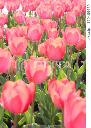 ～チューリップ～　　◦◦◦◦ Red tulips ◦◦◦◦ 120489489