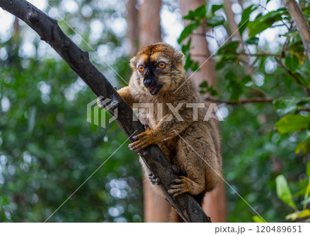 Curious Brown Lemur Looking Straight Ahead in Lush Andasibe Forest. 120489651