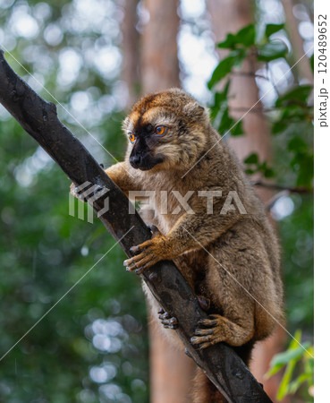 Curious Brown Lemur Looking Straight Ahead in Lush Andasibe Forest. Curious Brown Lemur Looking Straight Ahead in Lush Andasibe Forest. 120489652
