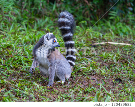 Ring-tailed Lemur with Orange Eyes in the Andasibe Reserve, Madagascar. 120489682