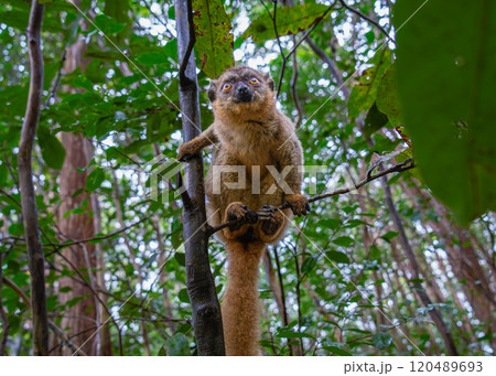 Inquisitive Brown Lemur Peering Through the Andasibe Forest Foliage. Inquisitive Brown Lemur Peering Through the Andasibe Forest Foliage. 120489693