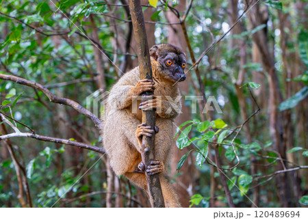 Inquisitive Brown Lemur Peering Through the Andasibe Forest Foliage. 120489694