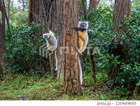 Verreaux's(Diademed) Sifakas Climbing Trees in Andasibe Reserve, Madagascar. Verreaux's(Diademed) Sifakas Climbing Trees in Andasibe Reserve, Madagascar. 120489695