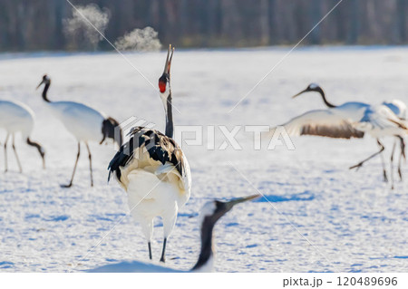 鳴くタンチョウ 120489696