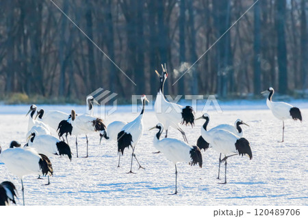 鳴くタンチョウ 120489706