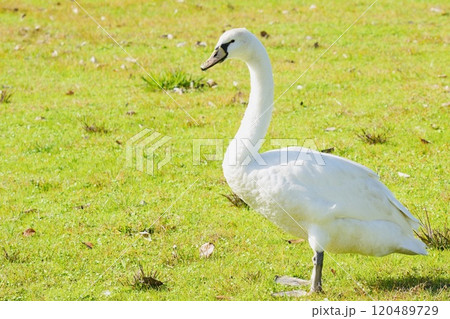 草むらで餌を探す美しい白鳥 立ち姿 光注ぐ 草むらで餌を探す美しい白鳥 立ち姿 光注ぐ 120489729