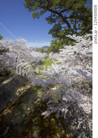 夙川公園（夙川河川敷緑地）の桜並木「日本さくら名所100選」（苦楽園口付近）/遠景:新緑の甲山 120489806