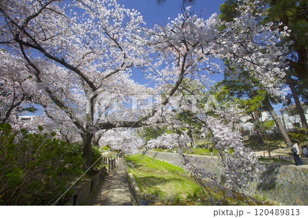 夙川公園（夙川河川敷緑地）の桜並木「日本さくら名所100選」（苦楽園口付近の河川敷遊歩道） 120489813