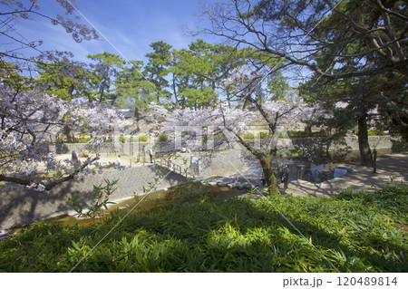 夙川公園(夙川河川敷緑地)の桜並木「日本さくら名所100選」(苦楽園口付近の河川敷遊歩道) 夙川公園(夙川河川敷緑地)の桜並木「日本さくら名所100選」(苦楽園口付近の河川敷遊歩道) 120489814