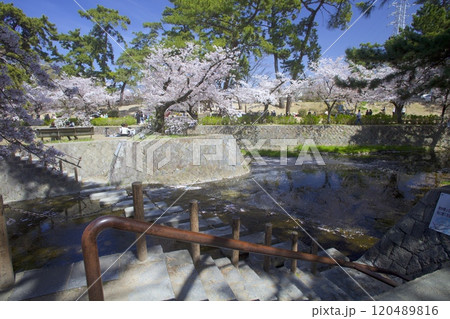夙川公園(夙川河川敷緑地)の桜並木「日本さくら名所100選」(苦楽園口付近の河川敷遊歩道) 夙川公園(夙川河川敷緑地)の桜並木「日本さくら名所100選」(苦楽園口付近の河川敷遊歩道) 120489816