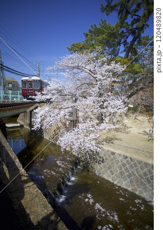 阪急甲陽線「苦楽園口」駅と夙川公園(夙川河川敷緑地)の桜「日本さくら名所100選」 阪急甲陽線「苦楽園口」駅と夙川公園(夙川河川敷緑地)の桜「日本さくら名所100選」 120489820