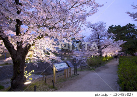 夙川公園（夙川河川敷緑地）、桜並木の夜桜「日本さくら名所100選」（苦楽園口付近の河川敷遊歩道） 120489827