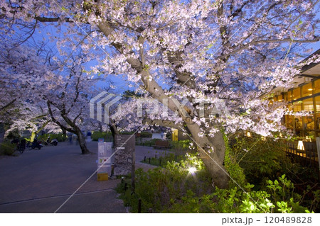 夙川公園(夙川河川敷緑地)、桜並木の夜桜「日本さくら名所100選」(苦楽園口付近の河川敷遊歩道) 夙川公園(夙川河川敷緑地)、桜並木の夜桜「日本さくら名所100選」(苦楽園口付近の河川敷遊歩道) 120489828