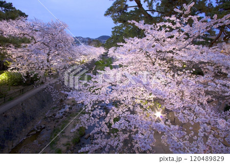 夙川公園（夙川河川敷緑地）、桜並木の夜桜「日本さくら名所100選」（苦楽園口付近の河川敷遊歩道） 120489829
