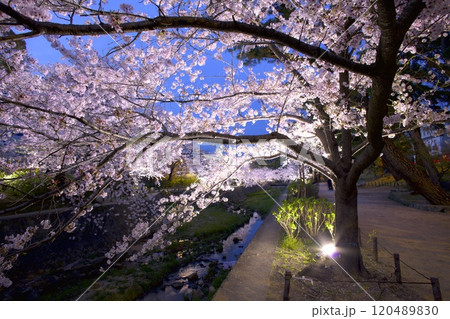 夙川公園（夙川河川敷緑地）、川の水面に映る桜並木の夜桜「日本さくら名所100選」（苦楽園口付近) 120489830