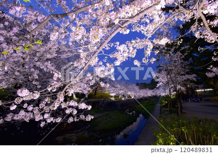夙川公園(夙川河川敷緑地)、川の水面に映る桜並木の夜桜「日本さくら名所100選」(苦楽園口付近) 夙川公園(夙川河川敷緑地)、川の水面に映る桜並木の夜桜「日本さくら名所100選」(苦楽園口付近) 120489831