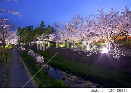夙川公園（夙川河川敷緑地）、川の水面に映る桜並木の夜桜「日本さくら名所100選」（苦楽園口付近) 120489832