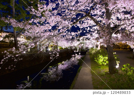 夙川公園（夙川河川敷緑地）、川の水面に映る桜並木の夜桜「日本さくら名所100選」（苦楽園口付近) 120489833