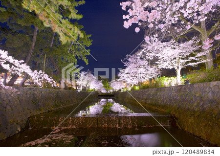 夙川公園（夙川河川敷緑地）、川の水面に映る桜並木の夜桜「日本さくら名所100選」（苦楽園口付近) 120489834