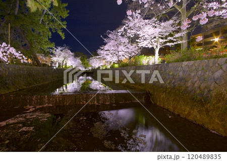 夙川公園（夙川河川敷緑地）、川の水面に映る桜並木の夜桜「日本さくら名所100選」（苦楽園口付近) 120489835