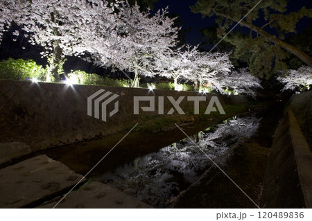 夙川公園（夙川河川敷緑地）、川の水面に映る桜並木の夜桜「日本さくら名所100選」（苦楽園口付近) 120489836