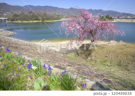 北山貯水池の八重紅しだれ桜と新緑の六甲山系/兵庫県西宮市 120489838