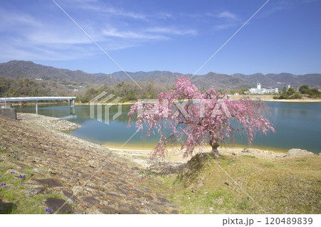 北山貯水池の八重紅しだれ桜と新緑の六甲山系/兵庫県西宮市 120489839