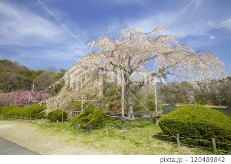 北山貯水池の紅白桜(八重紅しだれ桜と糸桜)/兵庫県西宮市 北山貯水池の紅白桜(八重紅しだれ桜と糸桜)/兵庫県西宮市 120489842