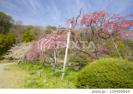 北山貯水池の紅白桜(八重紅しだれ桜と糸桜)/兵庫県西宮市 北山貯水池の紅白桜(八重紅しだれ桜と糸桜)/兵庫県西宮市 120489844