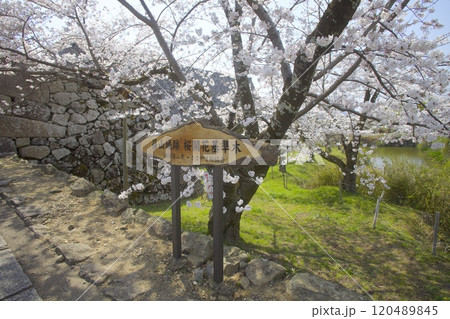 篠山城跡の桜（大手門にある桜開花基準木）/兵庫県丹波篠山市 120489845