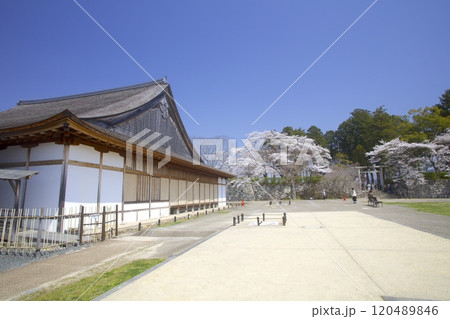 篠山城跡の桜（大書院と青山神社）/兵庫県丹波篠山市 120489846