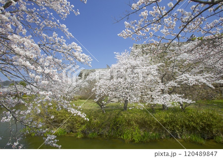 篠山城跡のお堀桜/兵庫県丹波篠山市 120489847