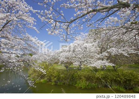 篠山城跡のお堀桜/兵庫県丹波篠山市 篠山城跡のお堀桜/兵庫県丹波篠山市 120489848