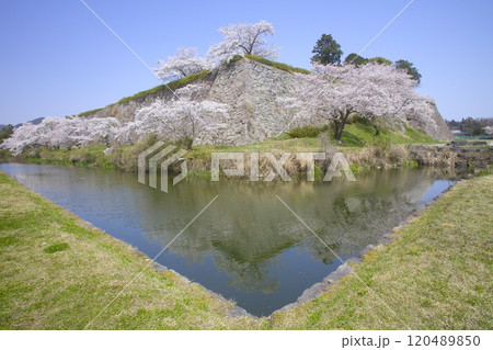 篠山城跡のお堀桜/兵庫県丹波篠山市 120489850