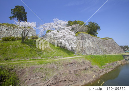 篠山城跡のお堀桜/兵庫県丹波篠山市 篠山城跡のお堀桜/兵庫県丹波篠山市 120489852