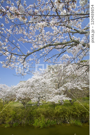 篠山城跡のお堀桜/兵庫県丹波篠山市 篠山城跡のお堀桜/兵庫県丹波篠山市 120489854