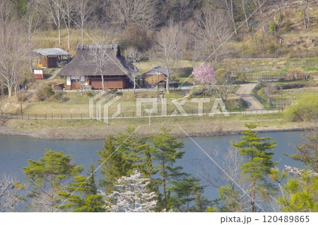 兵庫県立有馬富士公園の茅葺き屋根民家と桜/郷土富士/兵庫県三田市 120489865