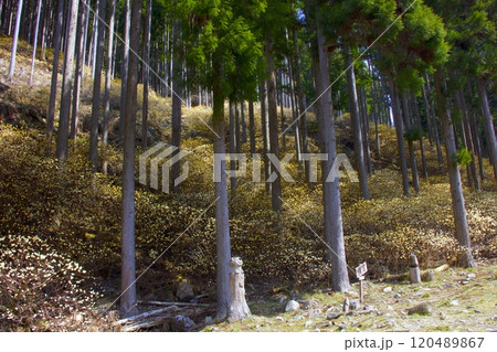 本谷（ほんだに）のミツマタ群落/兵庫県宍粟市一宮町東河内 120489867