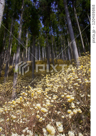本谷（ほんだに）のミツマタ群落/兵庫県宍粟市一宮町東河内 120489868