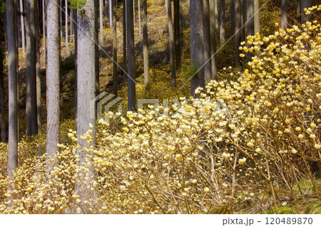 本谷（ほんだに）のミツマタ群落/兵庫県宍粟市一宮町東河内 120489870