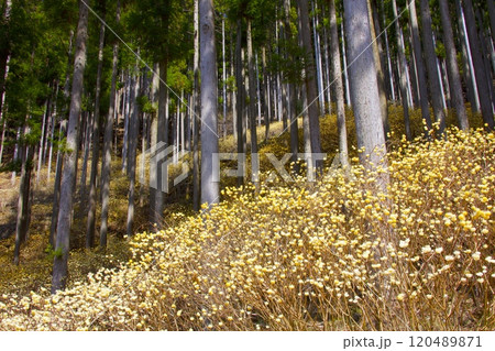 本谷（ほんだに）のミツマタ群落/兵庫県宍粟市一宮町東河内 120489871