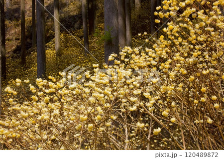 本谷（ほんだに）のミツマタ群落/兵庫県宍粟市一宮町東河内 120489872