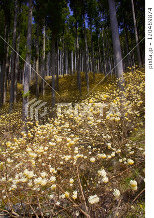本谷（ほんだに）のミツマタ群落/兵庫県宍粟市一宮町東河内 120489874