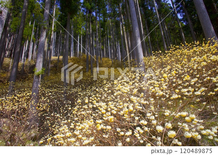 本谷（ほんだに）のミツマタ群落/兵庫県宍粟市一宮町東河内 120489875