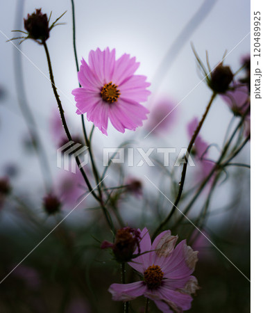 夕暮れの雨に打たれたコスモス 120489925