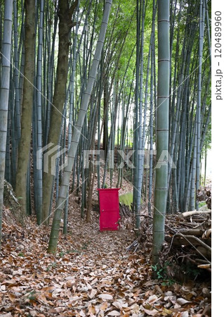 竹林の中の どこでもドア【岡山・玉野市】 竹林の中の どこでもドア【岡山・玉野市】 120489960