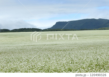 蕎麦畑　そば畑　花　満開 120490326